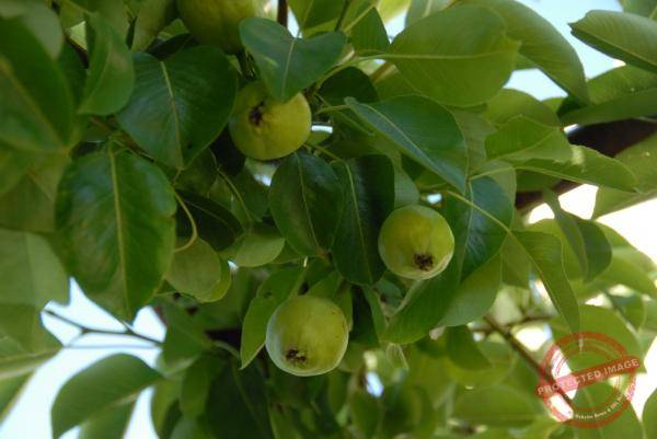 1829_DSC_0226_1008x674