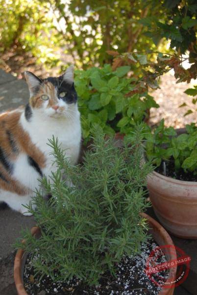 1851_DSC_0250_506x756