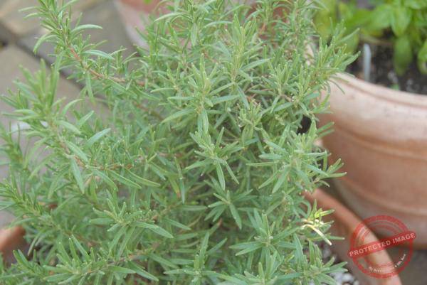 1853_DSC_0252_1008x674