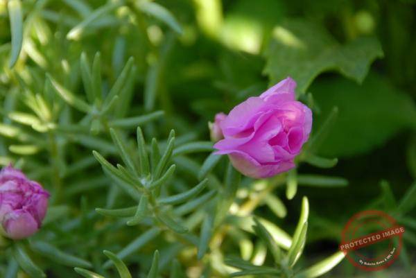 1859_DSC_0258_1008x674